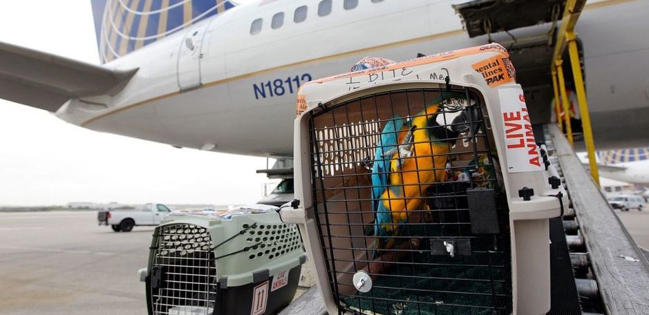 Một số lưu ý để vận chuyển chó mèo bằng máy bay